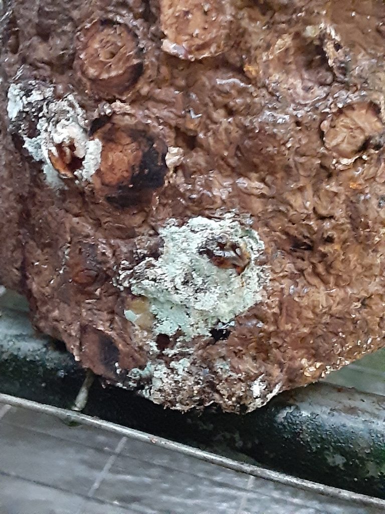 椎茸栽培キットで失敗した 椎茸農家が対処法を教えます