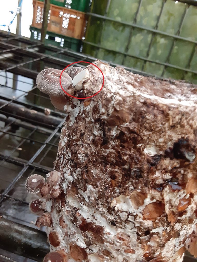 椎茸栽培キットで失敗した 椎茸農家が対処法を教えます