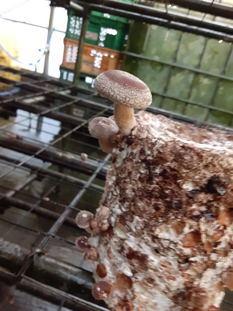 椎茸栽培キットで失敗した 椎茸農家が対処法を教えます
