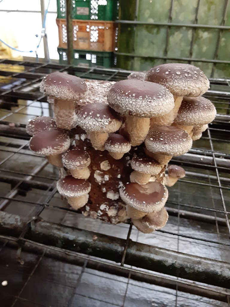 椎茸栽培キットで失敗した 椎茸農家が対処法を教えます
