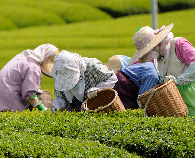 川根茶