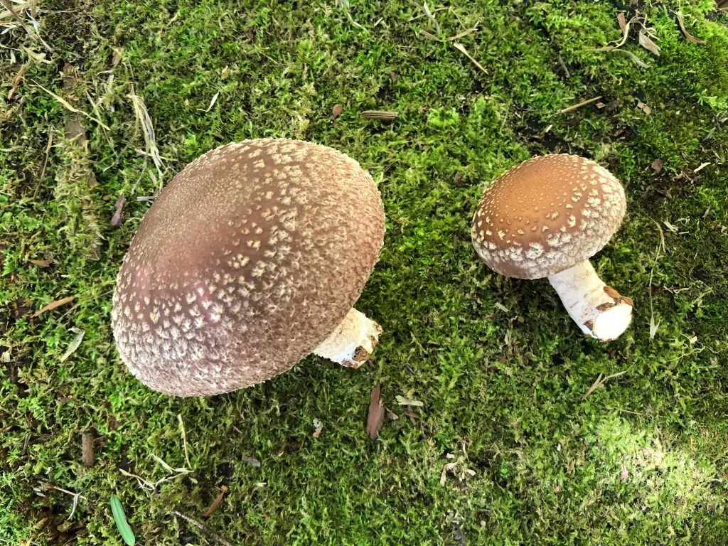 高血圧に効果的な食べ物とは?日本一身近なきのこ【椎茸】です